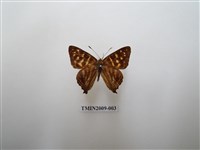 藏品(銀紋尾蜆蝶　中南部亞種)的圖片